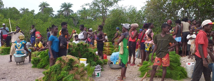 Preparando para a plantação 